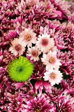 Siyah arkaplanda yeşil, pembe ve beyaz kasımpatılar