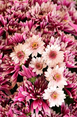 Siyah arkaplanda pembe ve beyaz kasımpatılar