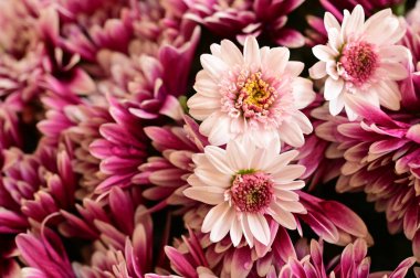 Siyah arkaplanda pembe ve beyaz kasımpatılar