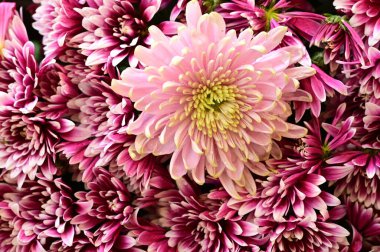 Siyah arkaplanda pembe kasımpatılar