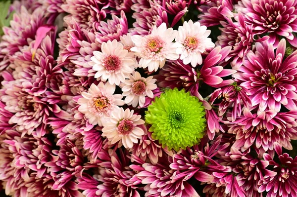 Grüne Rosa Und Weiße Chrysanthemen Auf Schwarzem Hintergrund — Stockfoto