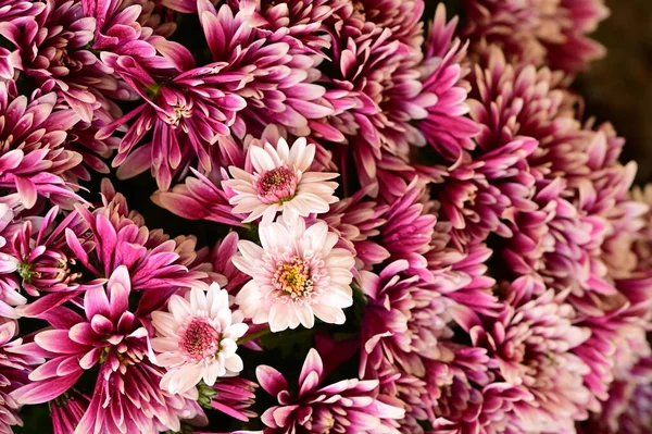 Розовые Белые Хризантемы Черном Фоне — стоковое фото