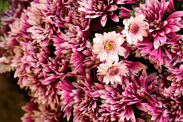 stock image pink and white chrysanthemums on black background