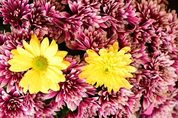Rosa Und Gelbe Chrysanthemen Auf Schwarzem Hintergrund — Stockfoto