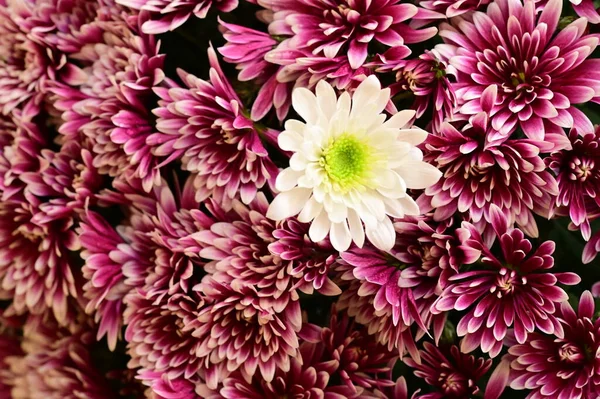 Rosa Und Weiße Chrysanthemen Auf Schwarzem Hintergrund — Stockfoto