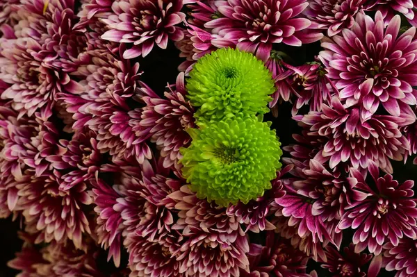 Chrysanthèmes Verts Roses Sur Fond Noir — Photo