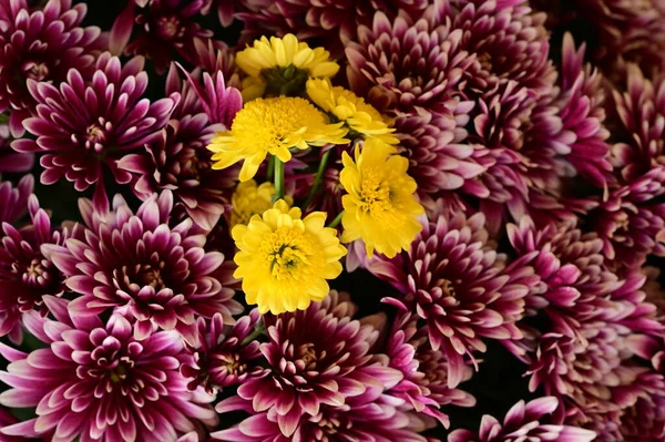 Chrysanthèmes Roses Jaunes Sur Fond Noir — Photo
