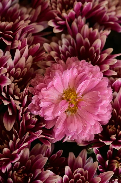 Pink Chrysanthemums Black Background — Stock Photo, Image