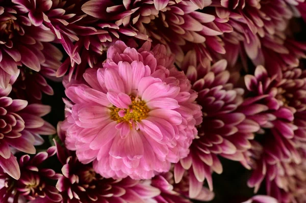 Rosa Chrysanthemen Auf Schwarzem Hintergrund — Stockfoto