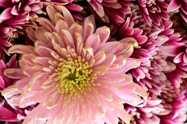 stock image pink chrysanthemums on black background