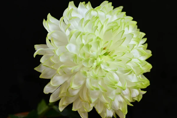 White Chrysanthemum Black Background — Stock Photo, Image