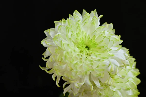 Weiße Chrysanthemen Auf Schwarzem Hintergrund — Stockfoto