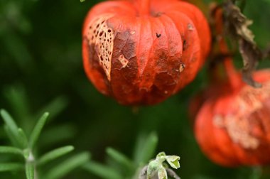 Bahçedeki Physalis bitkisi, yakın görüş.