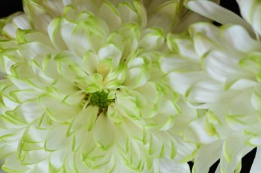 siyah zemin üzerine beyaz krizantem