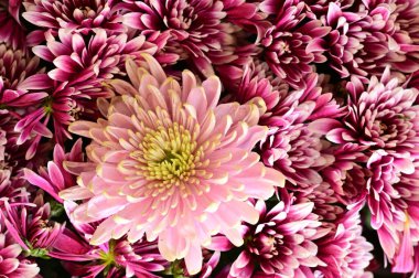 Siyah arkaplanda pembe kasımpatılar