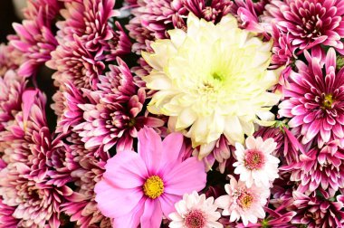 Güzel kasımpatılar. Sonbahar çiçekleri. Kapatın.