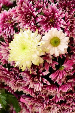 Güzel kasımpatı çiçekleri, yakın görüş.