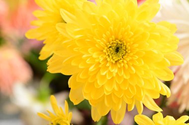 sarı kasımpatı çiçekleri, görünümü kadar yakın