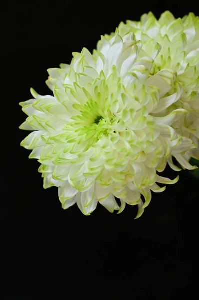 White Chrysanthemums Black Background — Stock Photo, Image