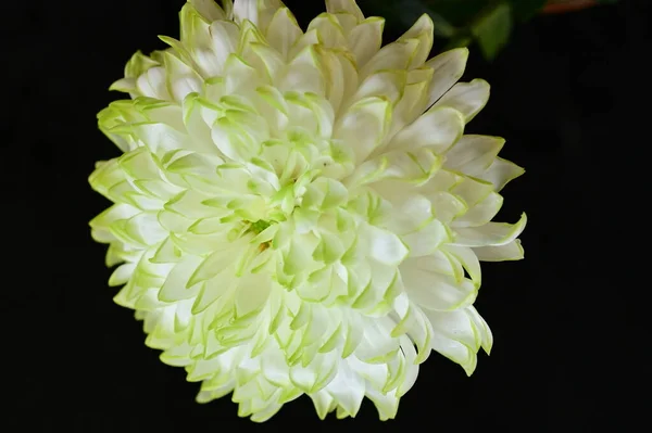 White Chrysanthemum Black Background — Stock Photo, Image