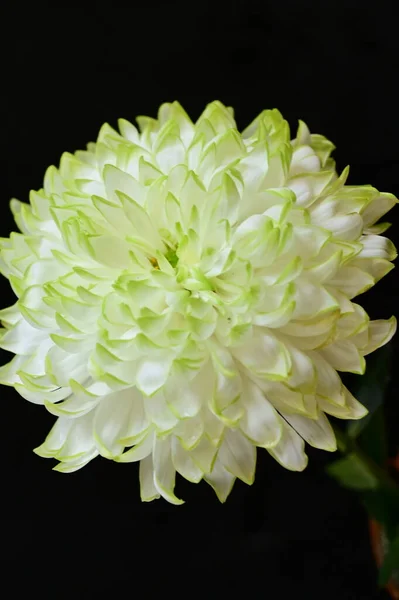 Weiße Chrysantheme Auf Schwarzem Hintergrund — Stockfoto
