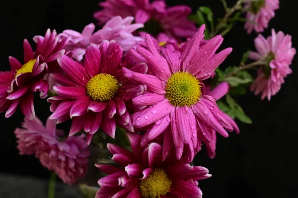 Pink Flowers Bouquet Black Background — Stock Photo, Image
