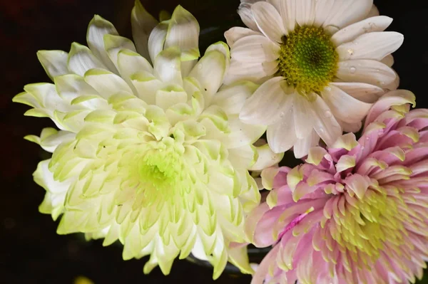 Красиві Хризантеми Осінні Квіти Крупним Планом — стокове фото