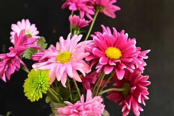 stock image beautiful chrysanthemums autumn  flowers, close up