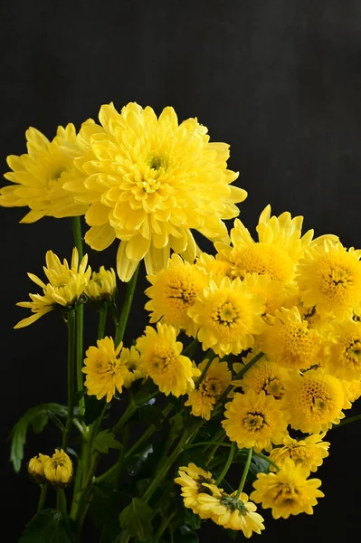 Gelbe Chrysanthemen Auf Schwarzem Hintergrund — Stockfoto