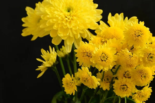 stock image yellow chrysanthemums on black background