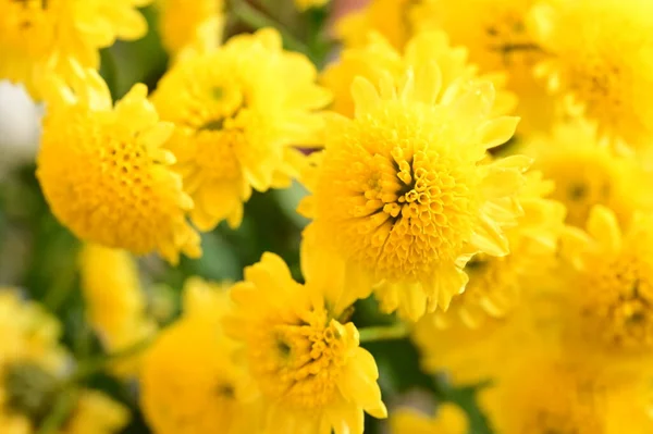 Żółte Kwiaty Chryzantemy Zbliżenie — Zdjęcie stockowe