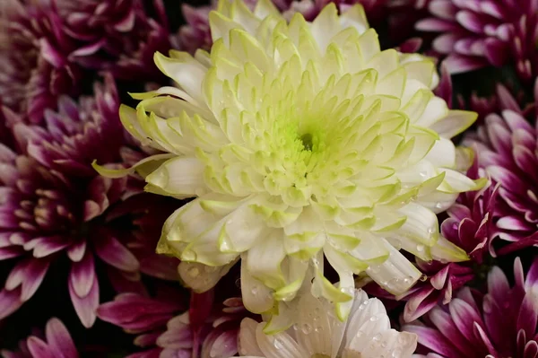 Bellissimo Bouquet Fiori Crisantemo Vista Vicino — Foto Stock