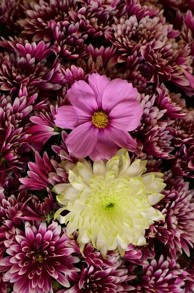 Belas Flores Outono Rosa Close — Fotografia de Stock