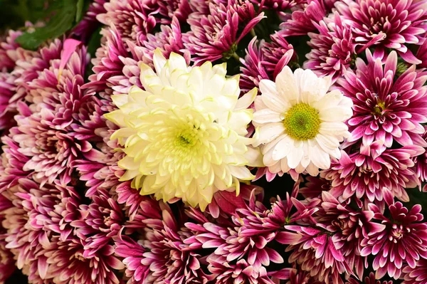Schöne Chrysanthemenblüten Strauß Nahsicht — Stockfoto