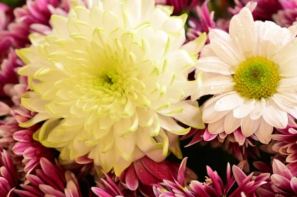 Piękne Chryzantemy Kwiaty Bukiet Widok Bliska — Zdjęcie stockowe