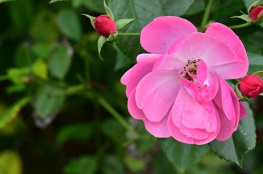 Bahçede yetişen güzel pembe güller