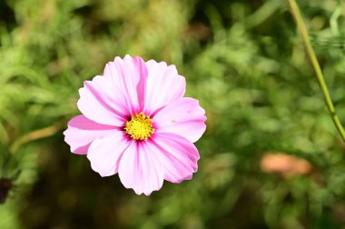 bahçede büyüyen güzel pembe çiçekler