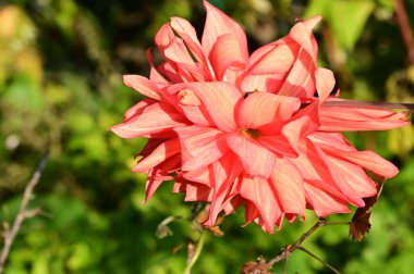 bahçede büyüyen güzel kırmızı çiçekler