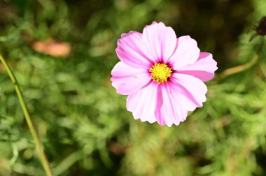 bahçede büyüyen güzel pembe çiçekler