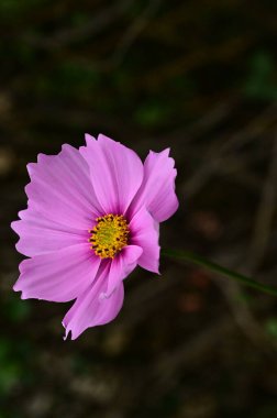 bahçede büyüyen güzel pembe çiçekler