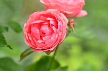 Bahçede yetişen güzel pembe güller