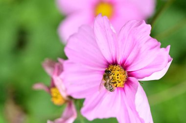 Bahçede yetişen güzel pembe çiçeklerin üzerinde oturan arı.
