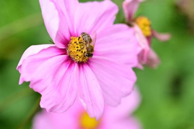 Bahçede yetişen güzel pembe çiçeklerin üzerinde oturan arı.