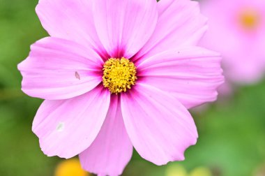 bahçede büyüyen güzel pembe çiçekler