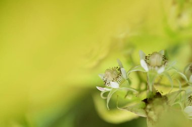 Yapraklı taze ahududu ve yeşil çalı.