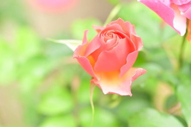 Bahçedeki güzel pembe gül, yaz arkaplanı.