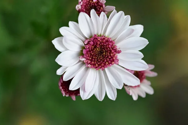 Gyönyörű Rózsaszín Fehér Virágok Nőnek Kertben — Stock Fotó