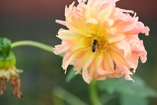 Закрыть Красивый Цветок Пчелой — стоковое фото