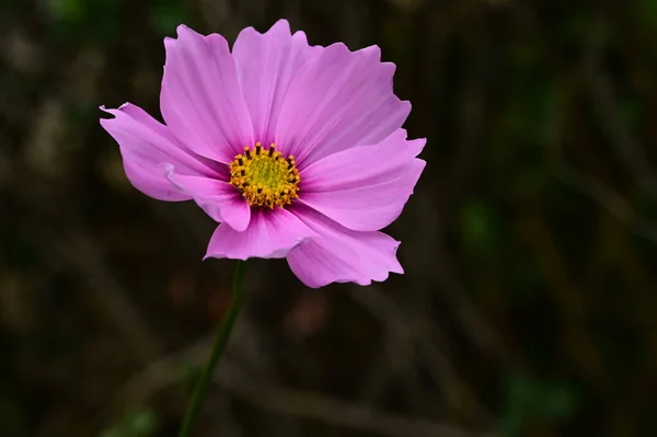 美丽的粉红色花 长在花园里 — 图库照片