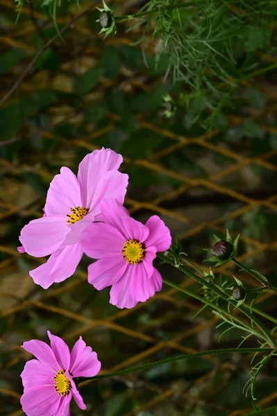 Lindas Flores Rosa Crescendo Jardim — Fotografia de Stock